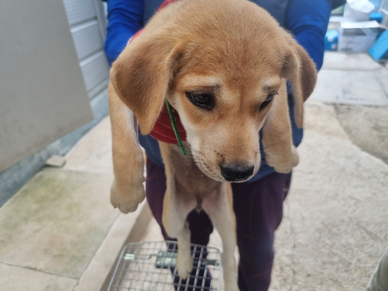 양산시 동물보호센터_448538202400526