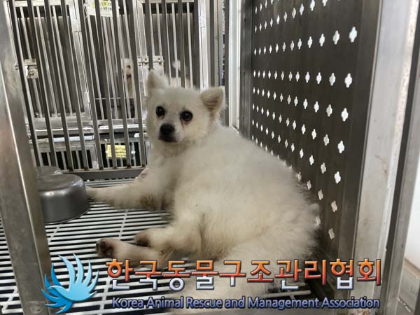 종료(반환) 스피츠…
