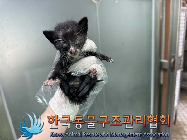 한국동물구조관리협회_441560202400983