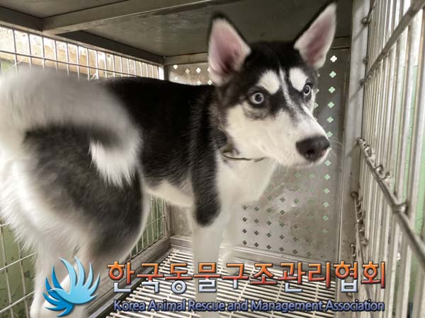한국동물구조관리협회_441392202400237