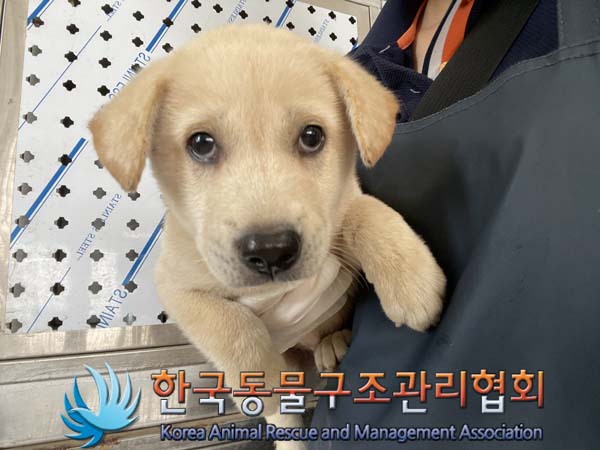 보호중 믹스견의 가…