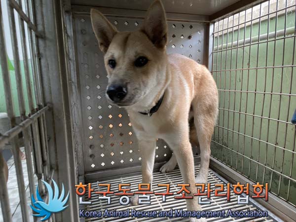 보호중 믹스견의 가…