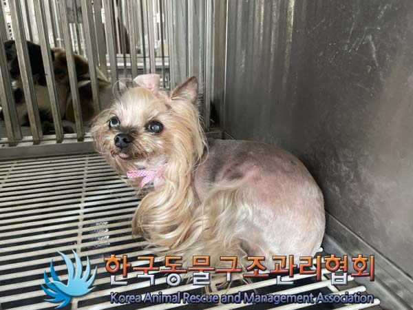 한국동물구조관리협회_441398202400289