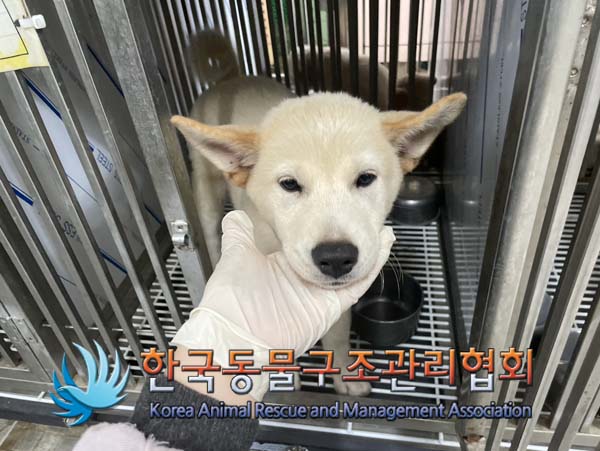 종료(반환) 믹스견…