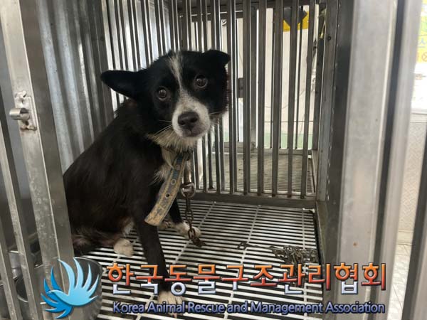 보호중 믹스견의 가…