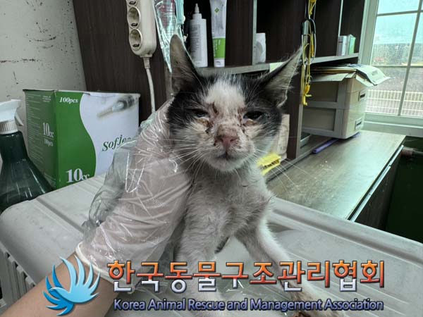 한국동물구조관리협회_441392202400239