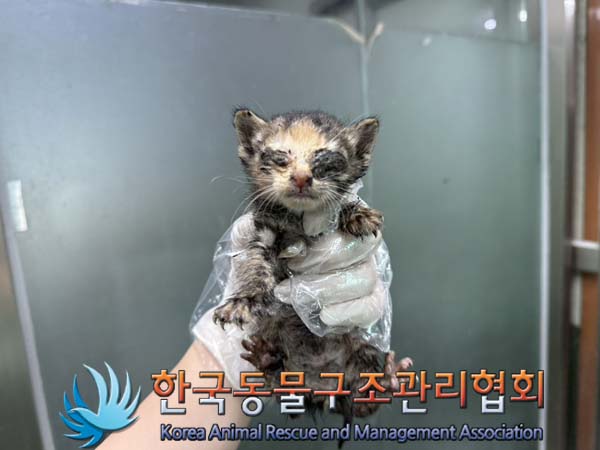 보호중 한국 고양이…