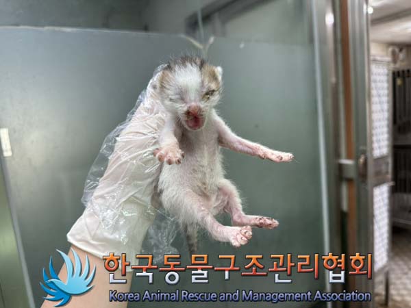 한국동물구조관리협회_441560202400987