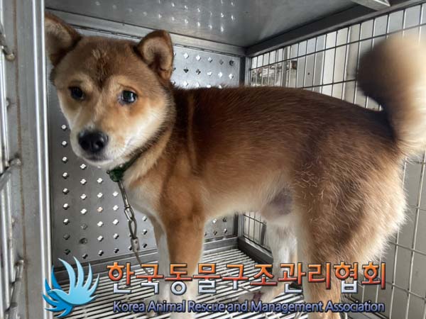 보호중 믹스견의 가…