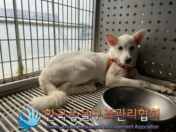 보호중 믹스견의 가…