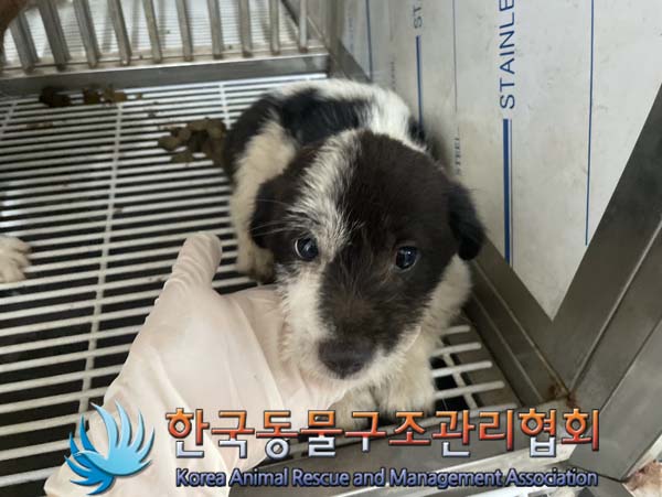 한국동물구조관리협회_441409202401271