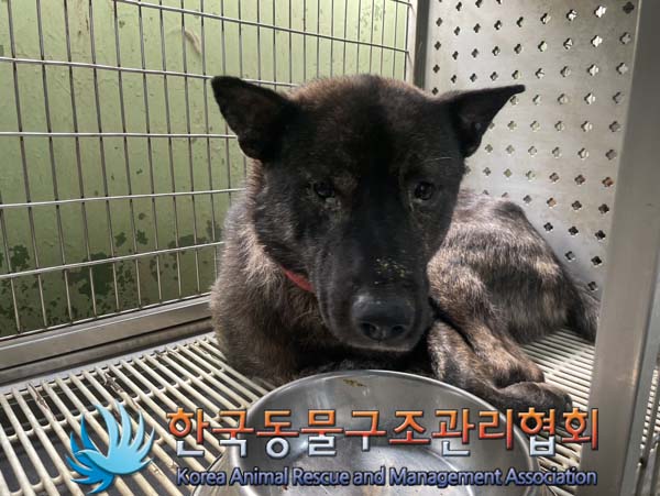 보호중 믹스견의 가…