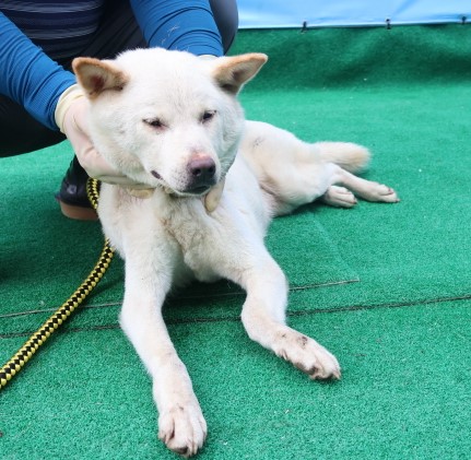 제주 동물보호센터_450650202402473