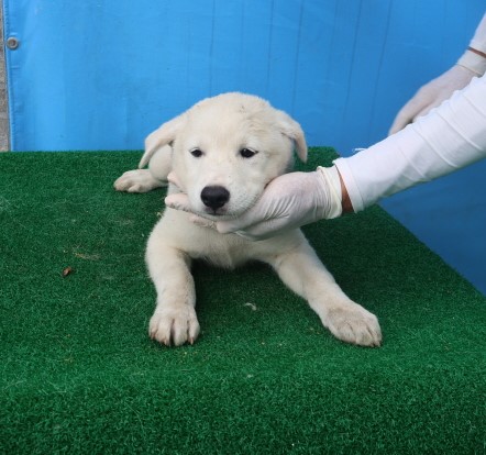 제주 동물보호센터_450650202402475