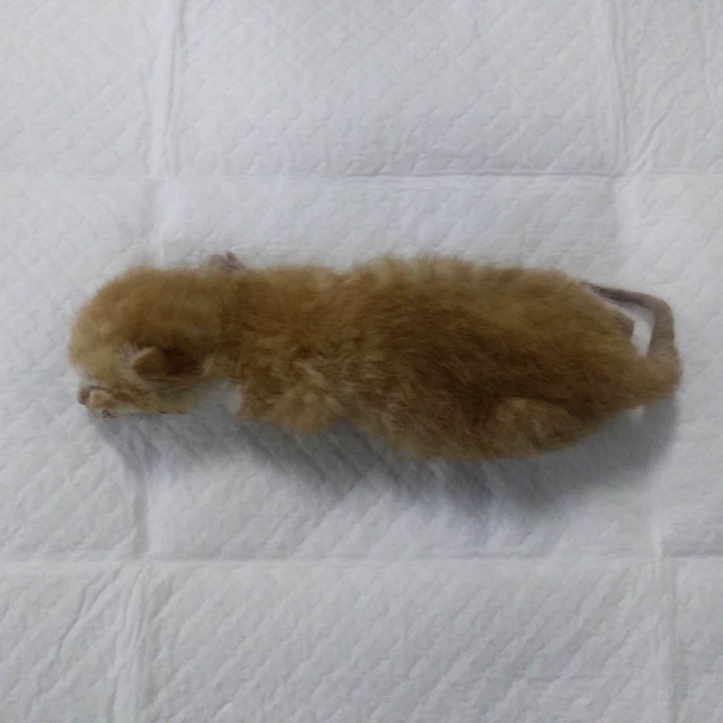 종료(자연사) 한국…