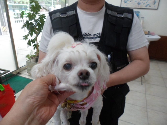 강현림동물병원_411320202400401
