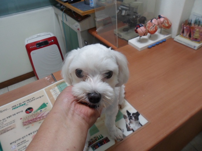 강현림동물병원_411314202400514
