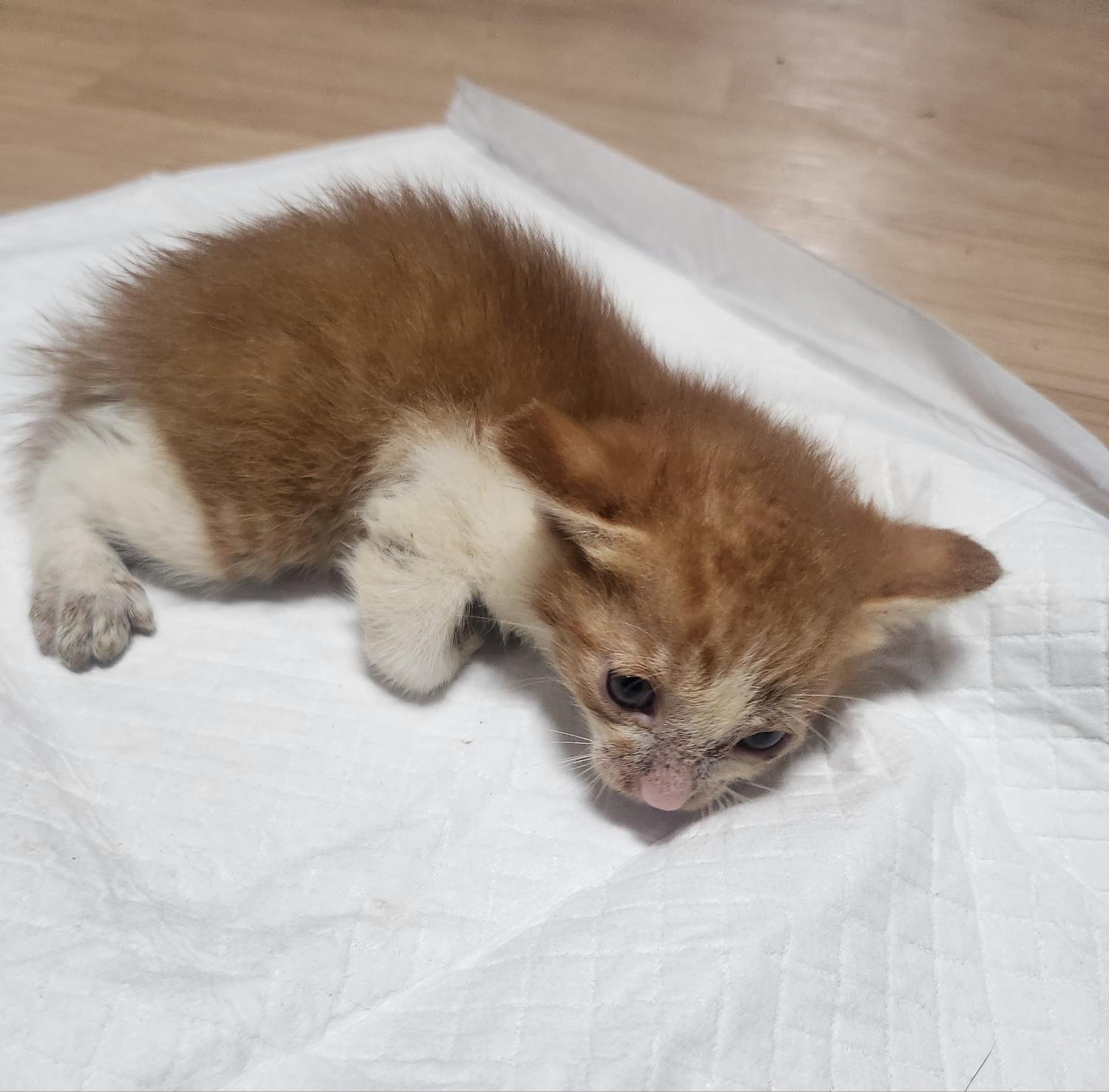 울산유기동물보호센터_431372202400444