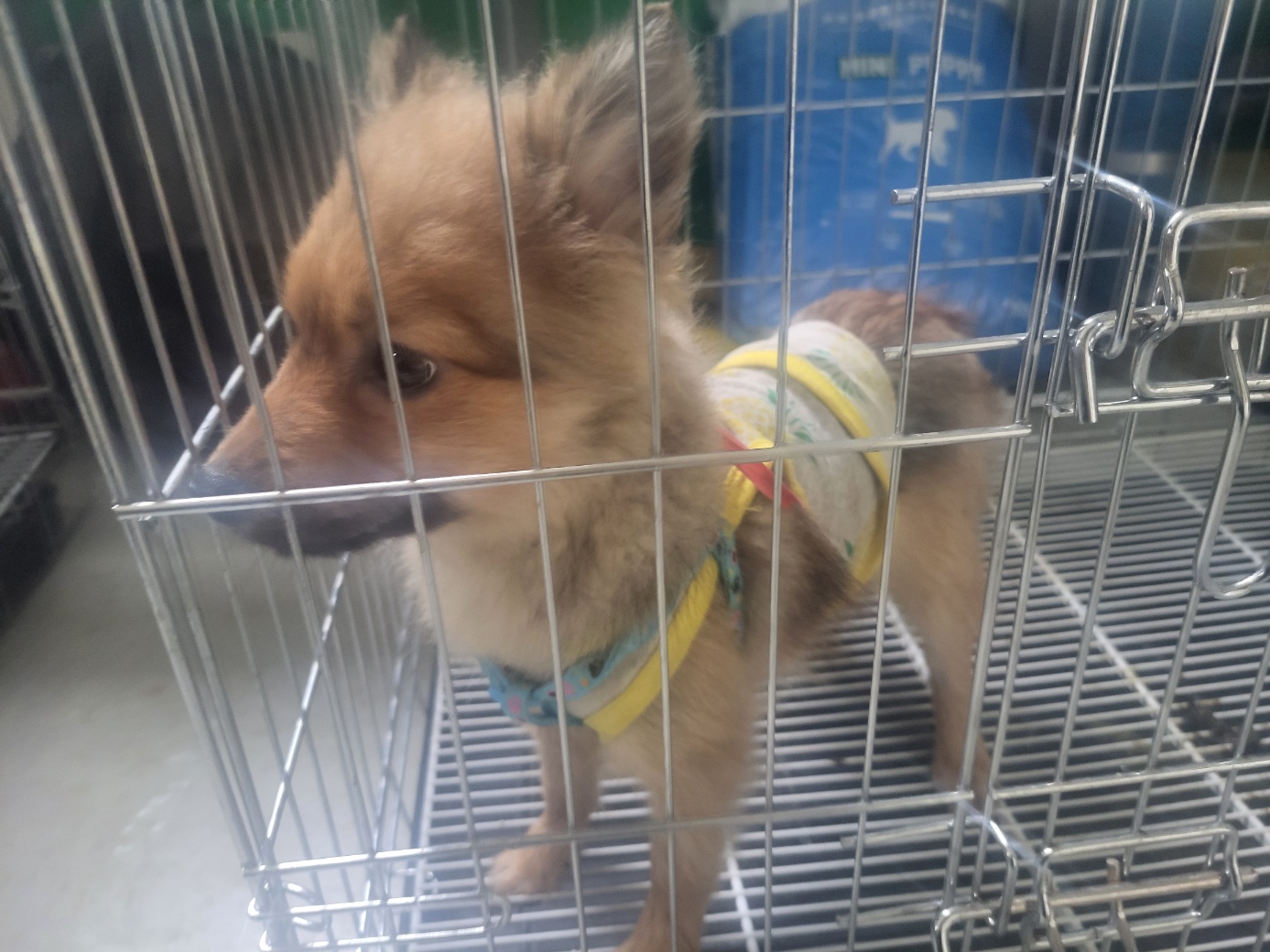 고양시동물보호센터_441394202401695