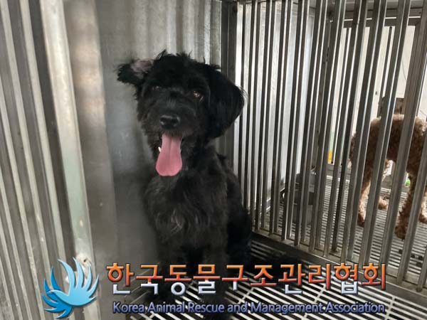 보호중 믹스견의 가…