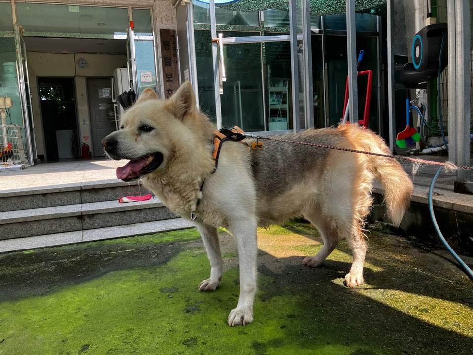 광주 동물보호소_429360202400675