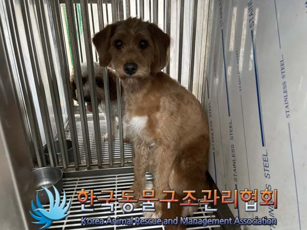 한국동물구조관리협회_441559202400918