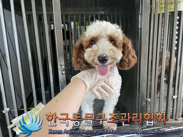 한국동물구조관리협회_441409202401277