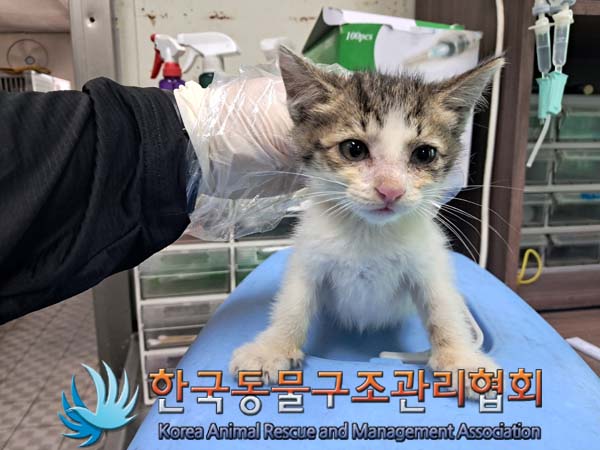 한국동물구조관리협회_441409202401278
