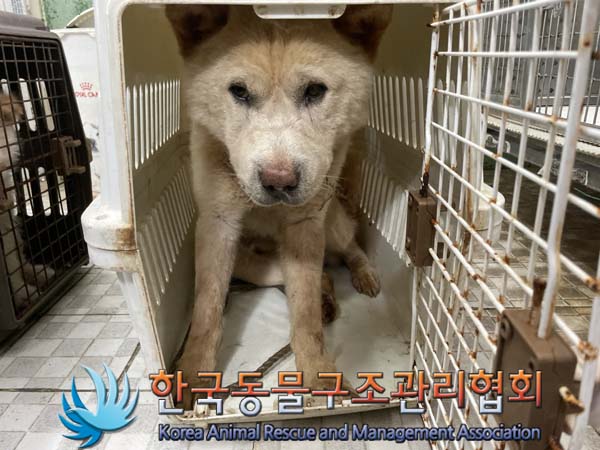 보호중 믹스견의 가…
