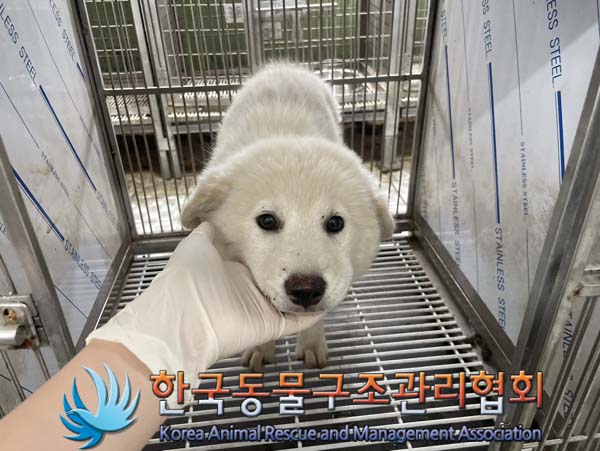 보호중 믹스견의 가…