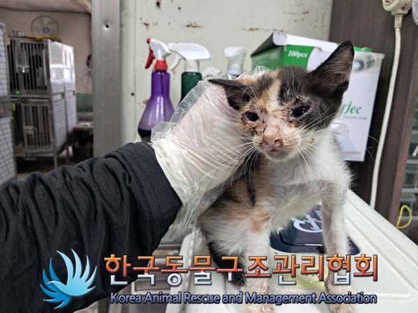 한국동물구조관리협회_441406202401375