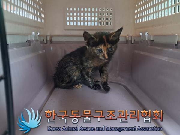 보호중 한국 고양이…