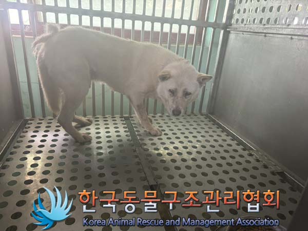 보호중 믹스견의 가…