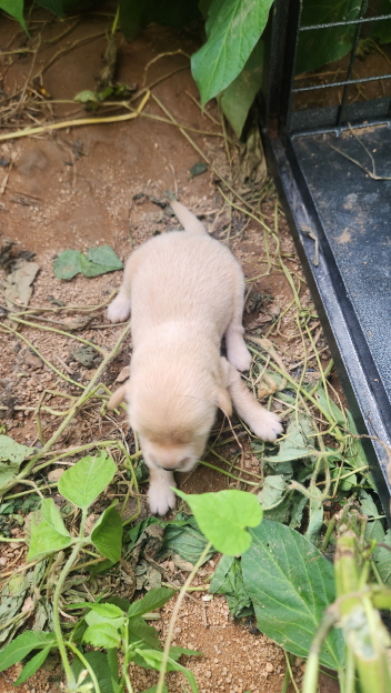 익산유기동물보호소_445468202402237