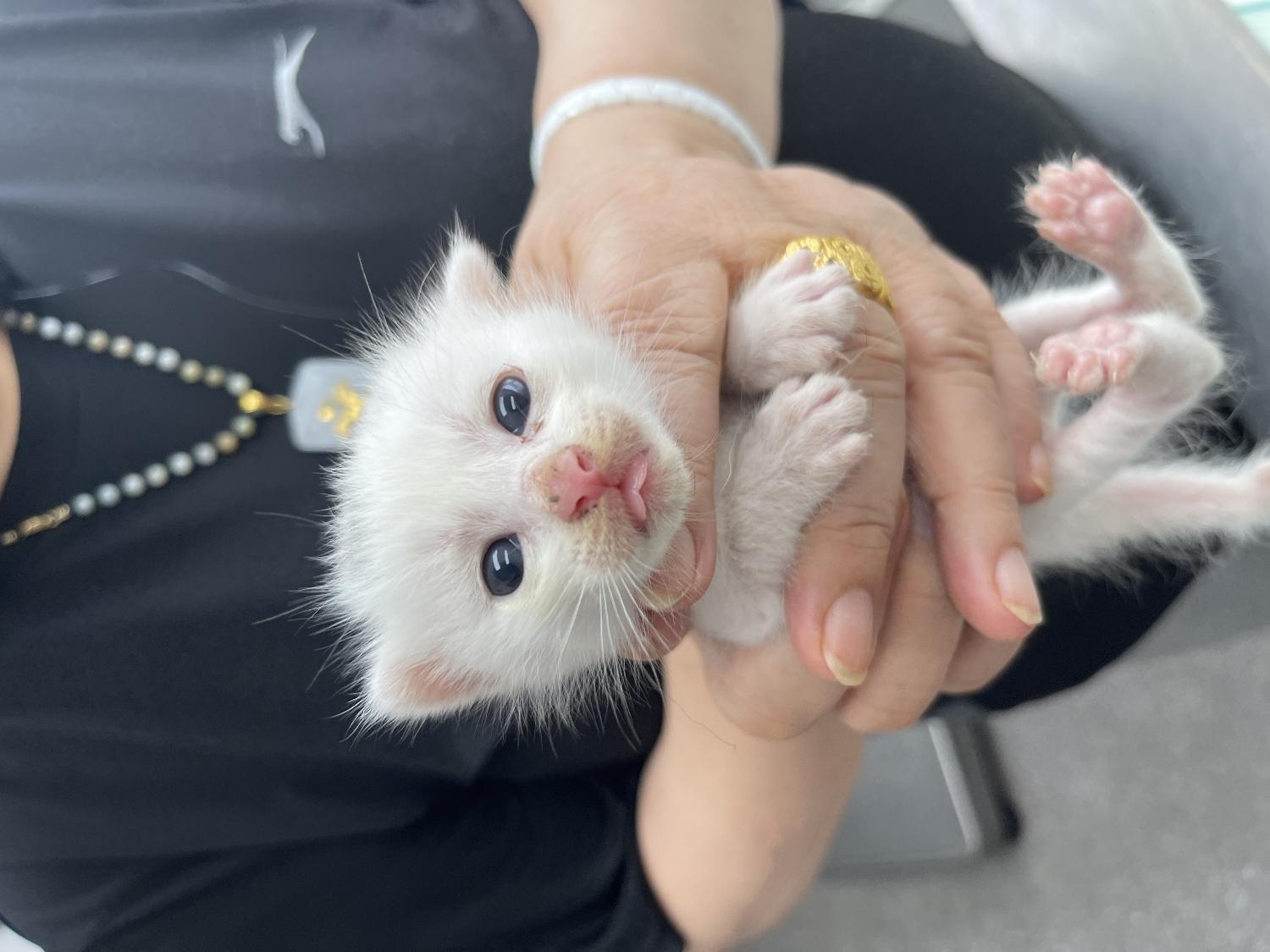 보호중 한국 고양이…