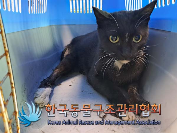 보호중 한국 고양이…