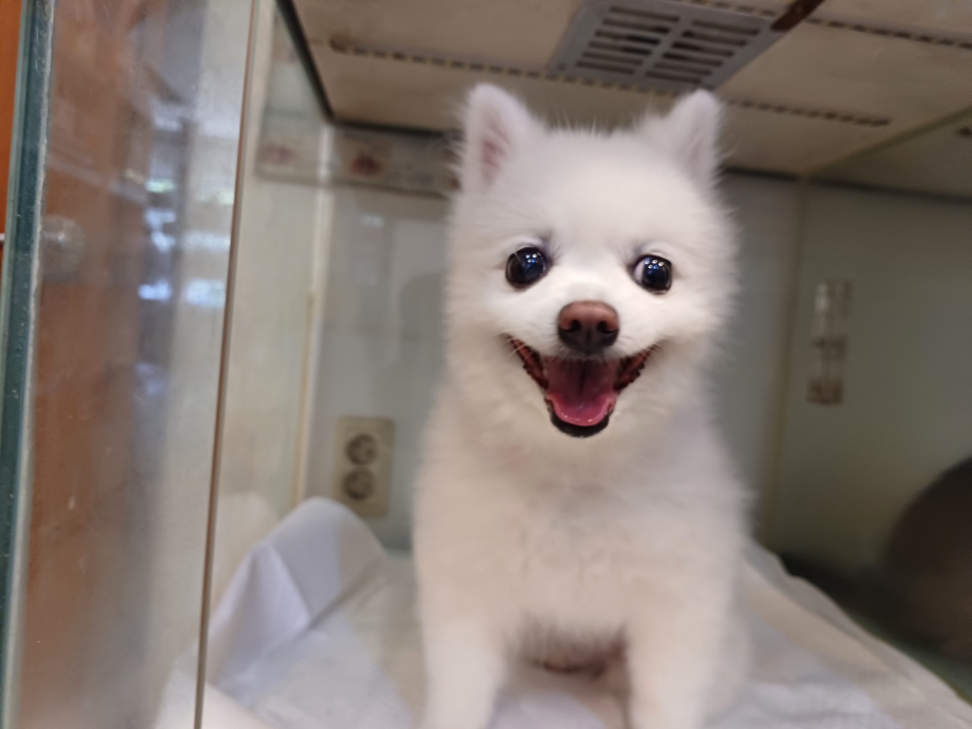 행복한동물병원_445464202402442
