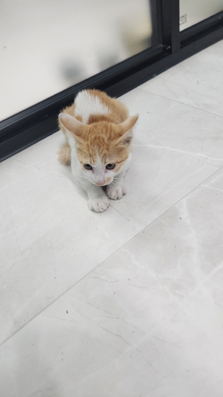 종료(입양) 한국 …