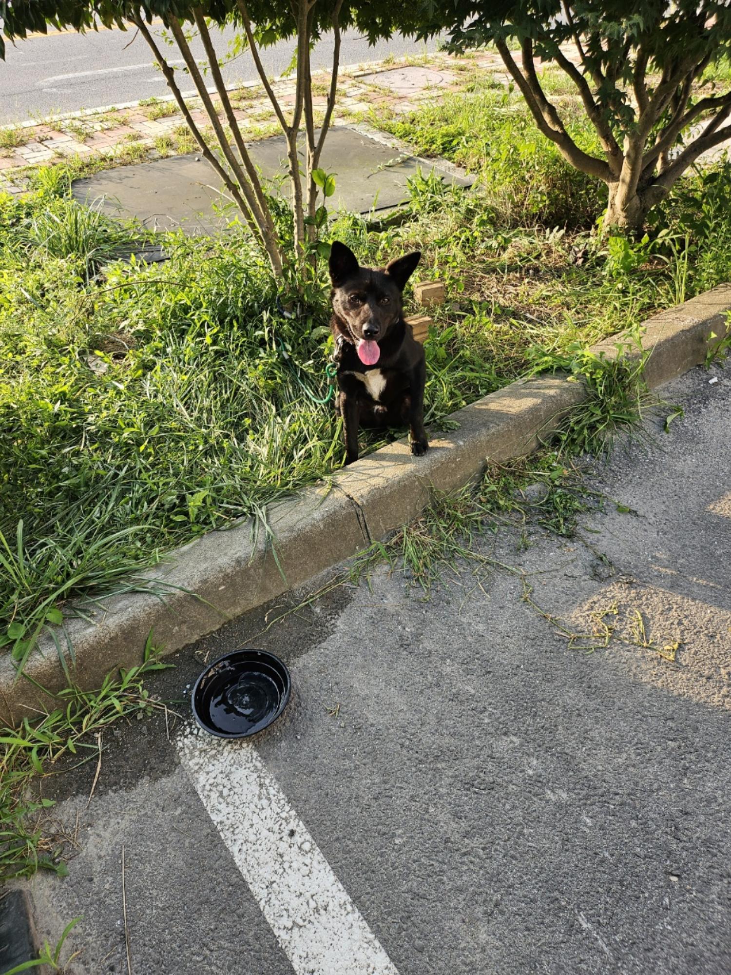 종료(반환) 믹스견…