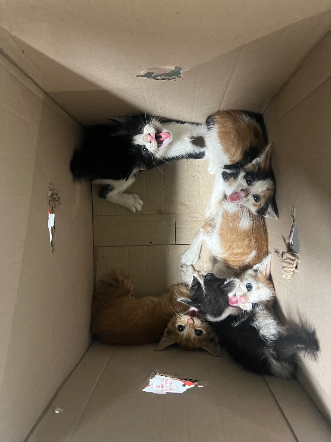 부산동물보호센터_426325202400385
