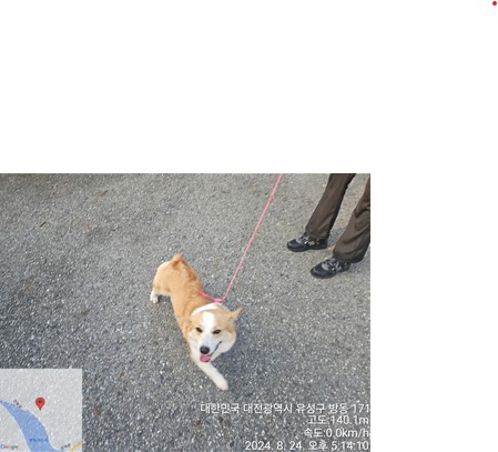 대전동물보호센터_430367202400574