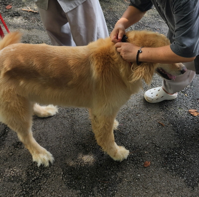 동부유기동물보호협회_426333202400581