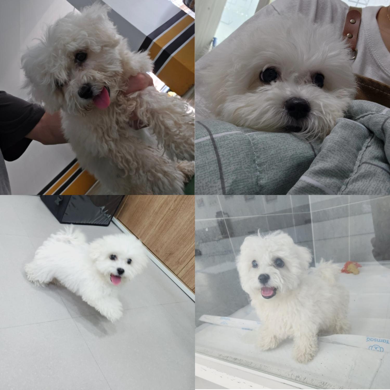 반려동물 입양센터_447508202400794