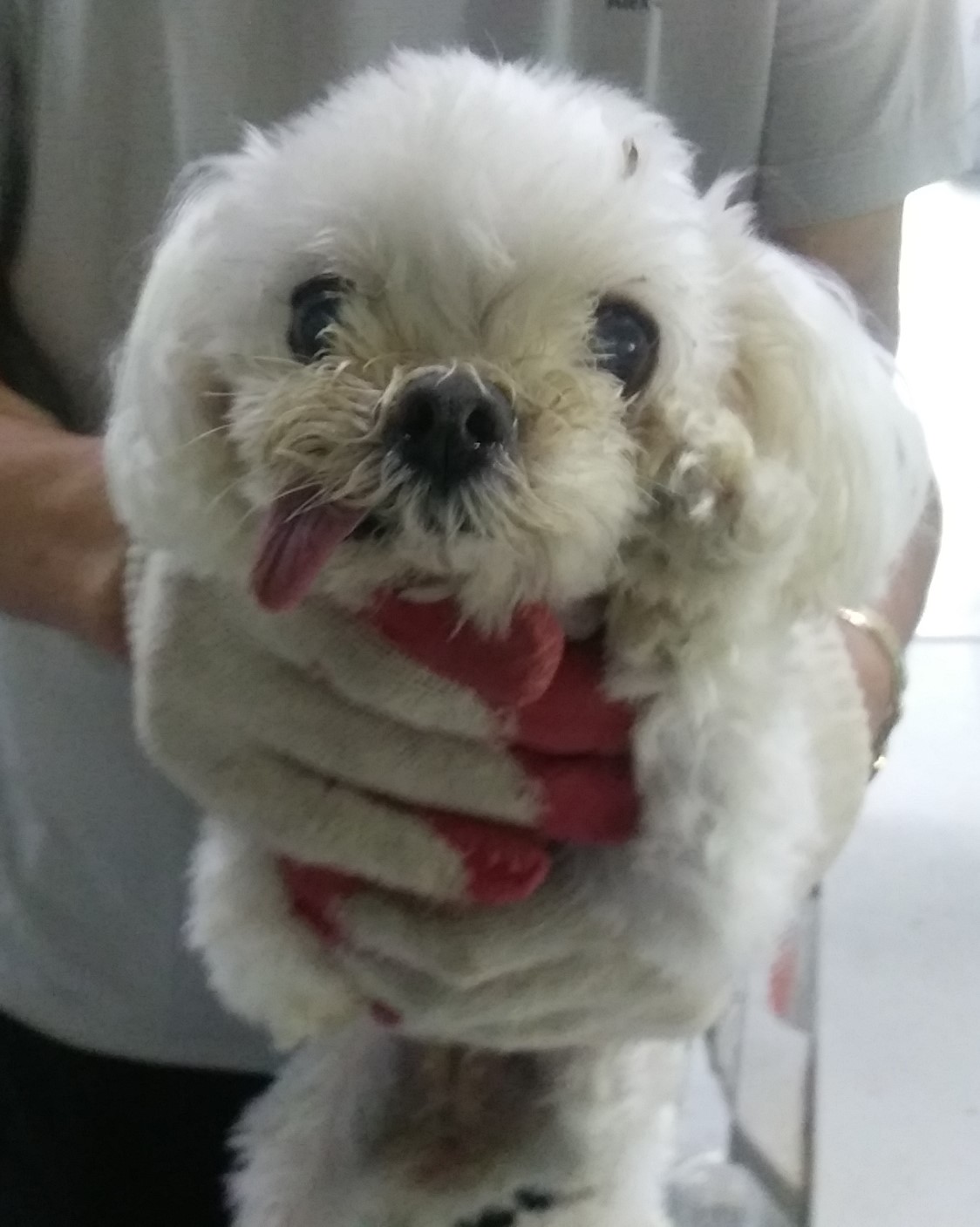 인천광역시수의사회_428351202400588