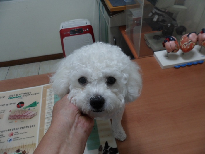 종료(입양) 비숑 …