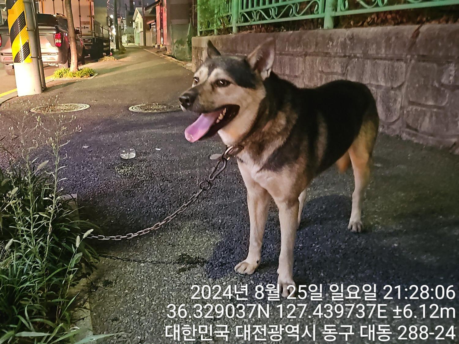 종료(반환) 믹스견…