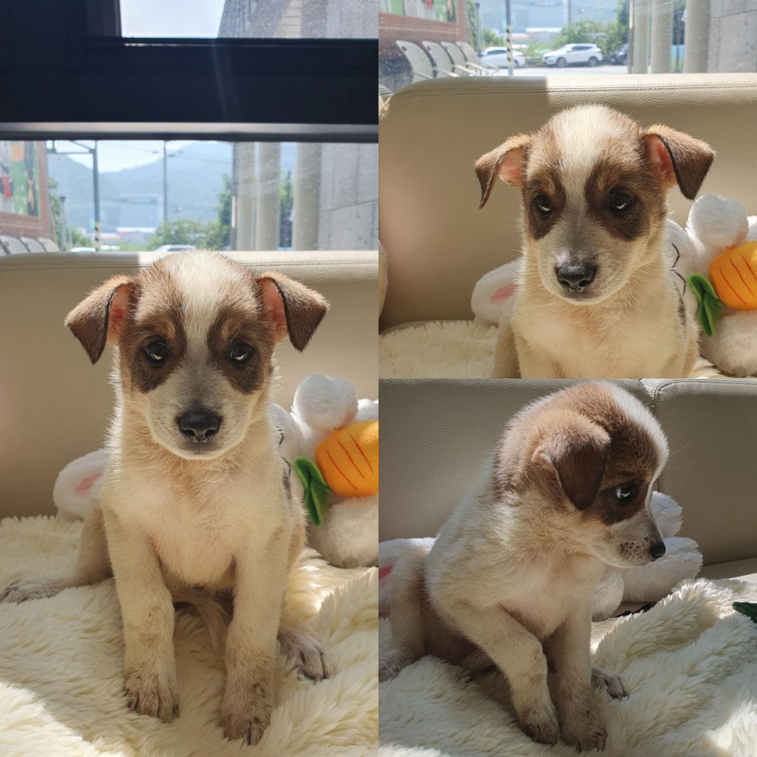 경주동물사랑보호센터_447505202400976