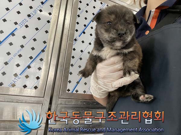 한국동물구조관리협회_411307202400426