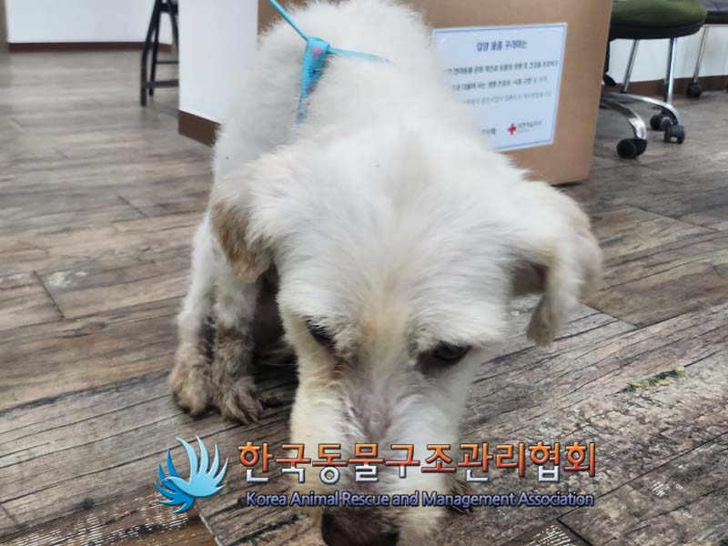 종료(반환) 믹스견…
