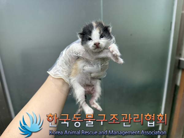 한국동물구조관리협회_411309202400255